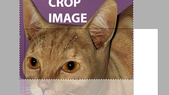 cropping image in Adobe Illustrator tutorial
